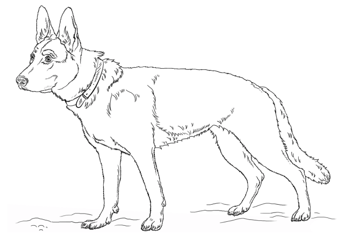 Coloring pages of german shepherd dog