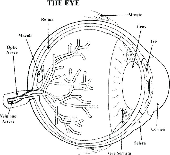 Coloring eyeball eyes eye pages cartoon printable getcolorings print color